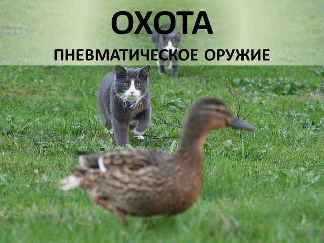 пневматическое охотничье оружие пневматическое охотничье оружие